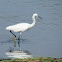 Little Egret