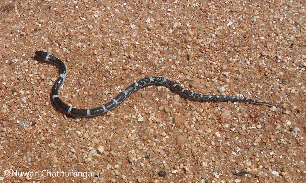 Common Wolf Snake