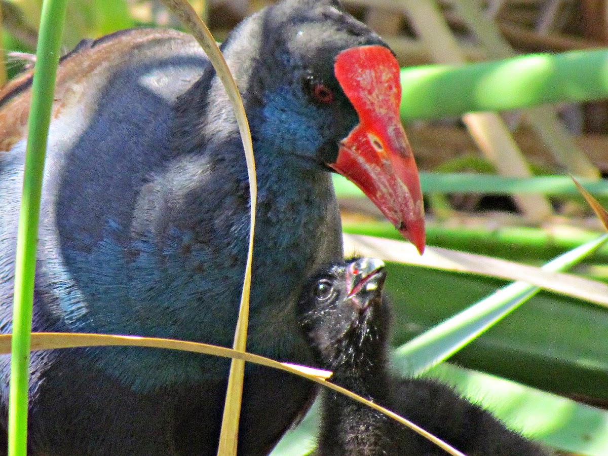 Purple Swamphen and Baby