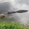 American Alligator