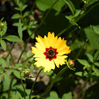 Plains coreopsis, Golden tickseed, Goldenwave, Calliopsis