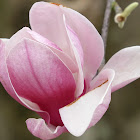 Teacup Magnolia