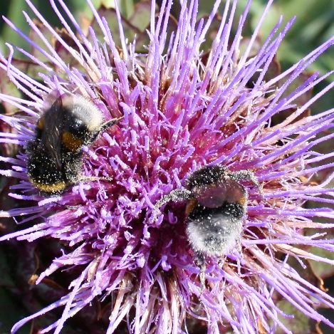 Garden Bumblebees