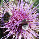 Garden Bumblebees