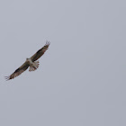 The Osprey sometimes known as the sea hawk, fish eagle or fish hawk.
