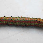 Pink Striped Oakworm Moth Caterpillar