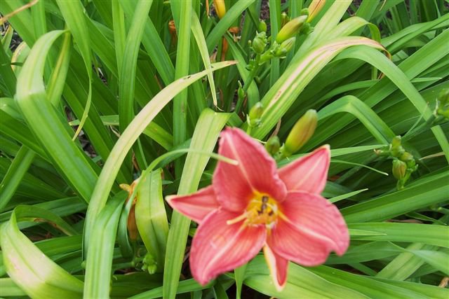 The Tawny Grey Lily