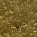 Cellar Spider, Daddy Long Legs Spider