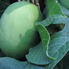 Passionflower, Maypop      fruit