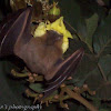 Greater short-nosedFruit Bat