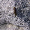 Provençal Fritillary - caterpillar