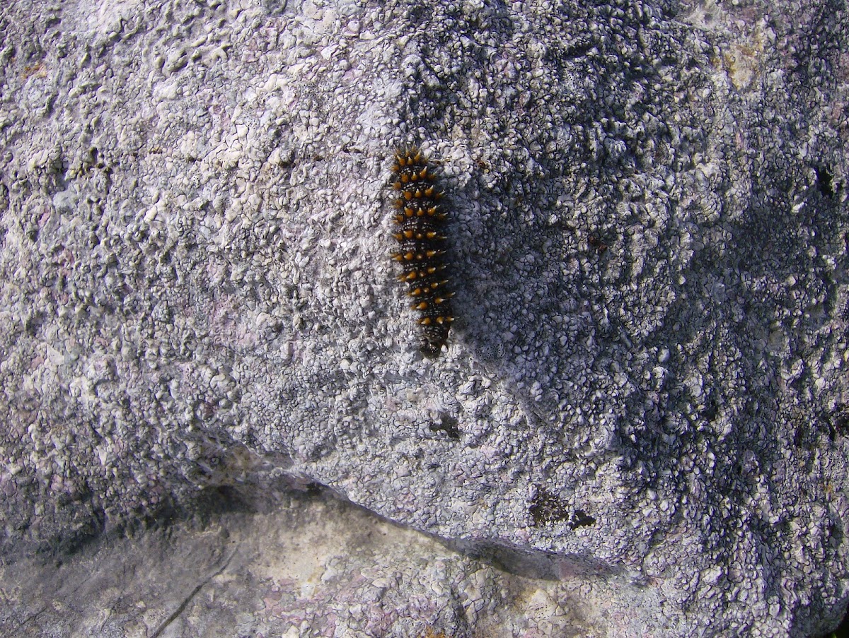 Provençal Fritillary - caterpillar