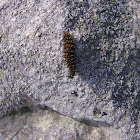 Provençal Fritillary - caterpillar