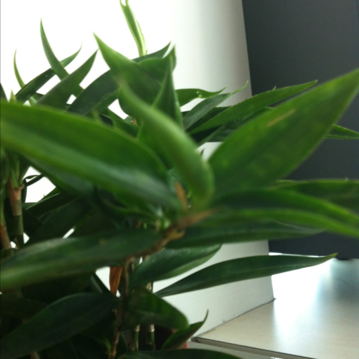 Spotting Project Noah