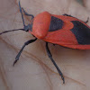 Red Pumpkin Bug / Cucurbit Stink Bug