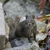 Père David's rock squirrel