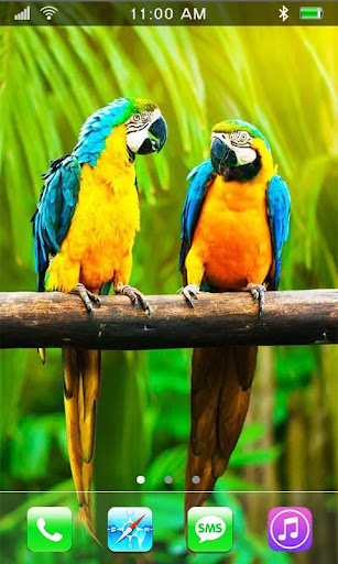 免費下載個人化APP|Cool Parrots live wallpaper app開箱文|APP開箱王