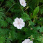 Cranesbill,  ballerina