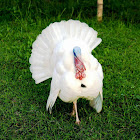 Domesticated Turkey bird