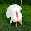 Domesticated Turkey bird