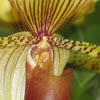 Orchid/Lady Slipper