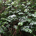 Madagascar rubbervine