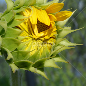 Hope lies within.... by Linda Hackney - Uncategorized All Uncategorized