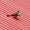 Zebra Dove