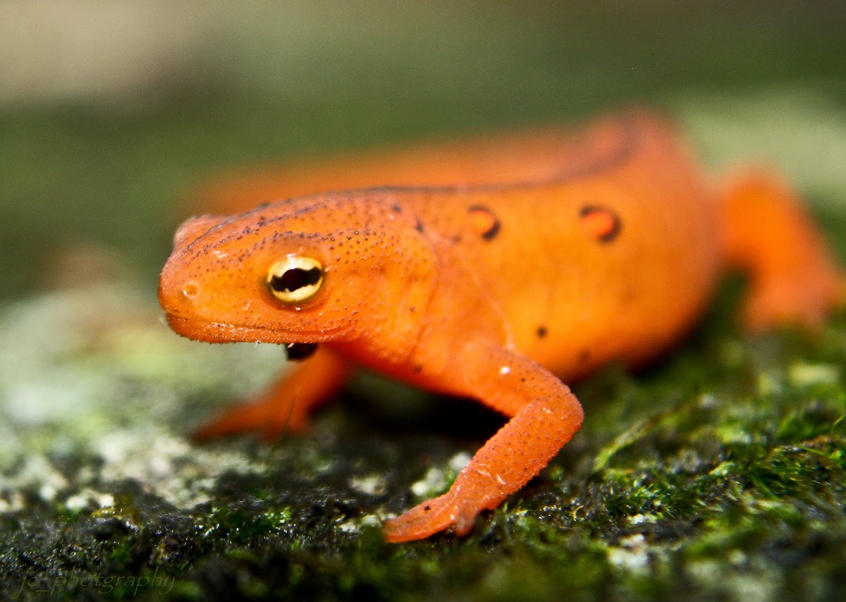 Eastern Red-spotted Newt