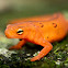 Eastern Red-spotted Newt