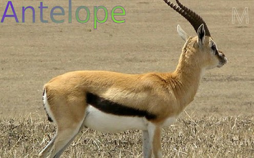 Free Download Wild Animals APK