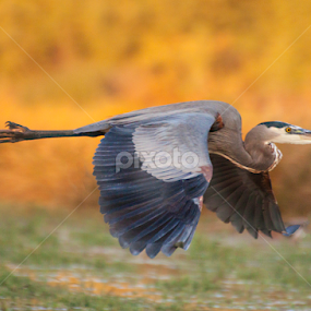 Heron in the Autumn skies by Ruth Jolly - Animals Birds