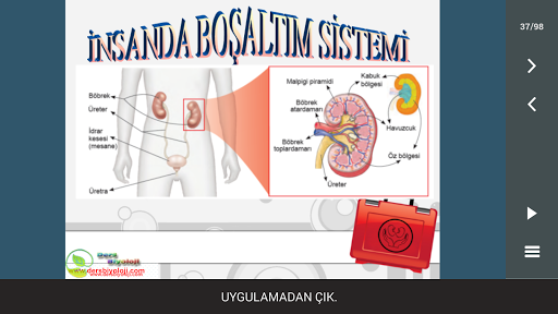 Boşaltım Sistemi