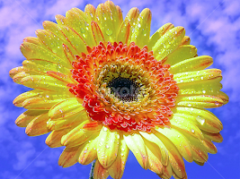 yellow gerber by LADOCKi Elvira - Flowers Single Flower