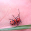 Red milkweed beetle