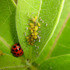 Multicolored Asian Lady Beetle and Oleander Aphids