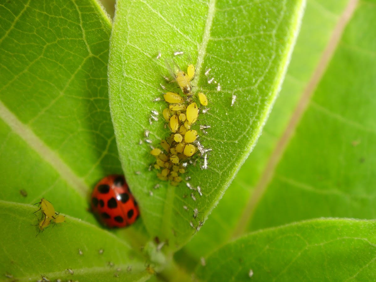 Multicolored Asian Lady Beetle and Oleander Aphids