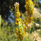 Oleander Aphid