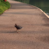 White-breasted waterhen