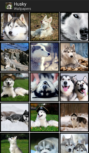 Husky - HD Wallpapers