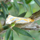 Depressariid moth