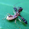 Spined Assassin Bug, nymph