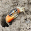 Orange-clawed Fiddler Crab