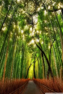 Forest HD Wallpaper Screenshots 23