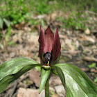 Prairie Trillium