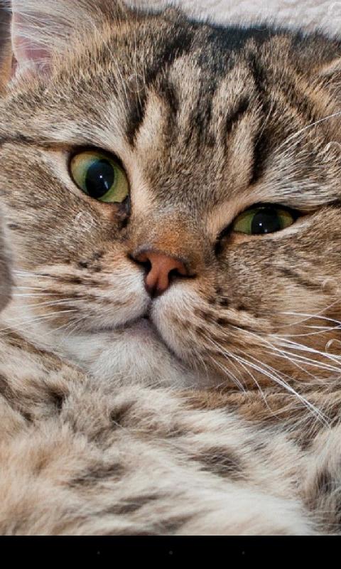 So Cute Cat Live Wallpaper  Android Apps on Google Play