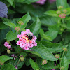 Pink Lantana and Carpenter bee