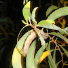 caterpillar (larva of Hawaiian scotorythra geometer moth)