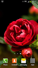 Roses Live Wallpaper APK Download for Android