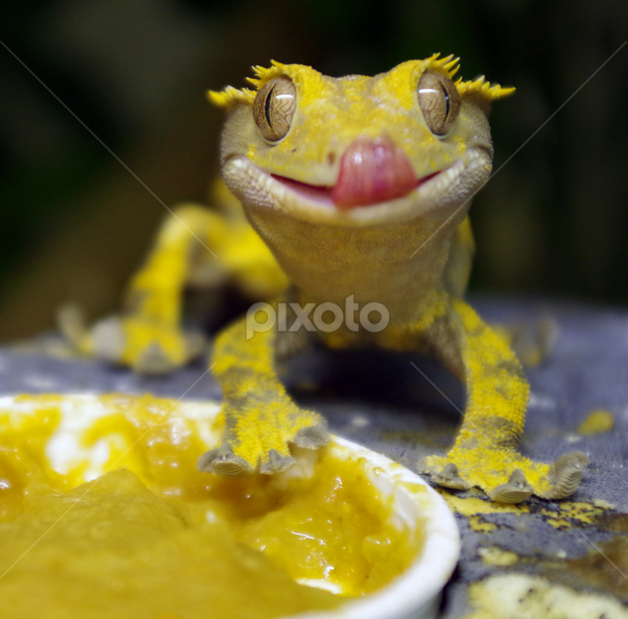 Crested Gecko Eating Reptiles Animals Pixoto